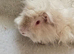 4/5 Month Lunkarya Boar
