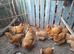 Hatching eggs for sale