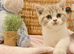 QUALITY TICA REG FAWN GIRL (READY NOW)