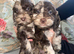 Mixed Litter of Cockapoo Puppies