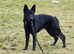 German Shepherd puppies