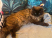 Ragdoll female spayed