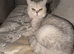 Silver snow British shorthair litter
