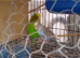 baby budgie ready to hand tame
