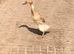 Indian runner ducks and drakes