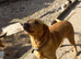 Kc reg red lab bitch