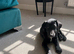 Borador dog Puppy