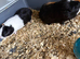 Guinea pigs