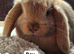 Two stunning mini lops for sale