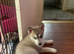 6 puppies