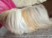 Peruvian sow