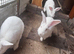 New Zealand rabbits for sale