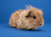 Swiss sow Guinea pig Gold purebred