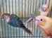 2 pairs of conures