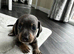Kc mini dachshund puppy&rsquo;s