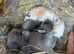 7 Mini lops - waiting list open