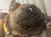 Want a French female bulldog for my 6 month old frenchie!