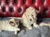 Poochon puppys