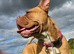 Dog de bordeaux