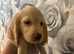 2 gorgeous cocker spaniel puppies