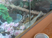 URGENT home for an anery morph corn snake with her viv