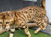Silver female bengal kitten
