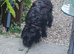 Forever home wanted for Cockapoo x