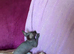 Full hairless kitten girl