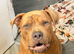 Staff x mastiff