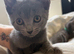 Grey kitten