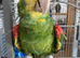 Double Yellow Headed Amazon Parrot Only 4 Years old