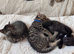 British shorthair cross (last left !)