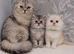 Stunning Pure Persian Kittens – Simba & Kovu