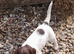 Gorgeous English Springer Spaniel Puppies