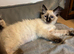 LAST girl stunning ragdoll extremely loving