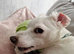 Pablo 8mth old jackchi
