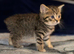 Adorable British Shorthair kittens
