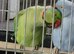 Indian ringnick pair for sale