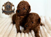 5-star licensed ESPONJOSO Exclusive Half Asian Toy Poodles DWKC registered
