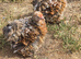 Millefleur Pekin Bantam Pullets