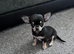 Chihuahua puppies for sale