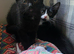 Black and White Male Kitten