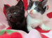 British Blue x kittens, flead/wormed/litter trained/socialised/ From £80