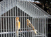 Canaries