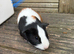Guinea pigs ready now boys