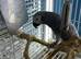 Baby African grey Glasgow