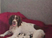 English springer spaniel