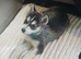 14 week old husky