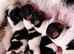 Gorgeous Tiny Biewer Yorkshire Terrier Puppies