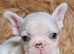 White/Pied French Bulldog puppies